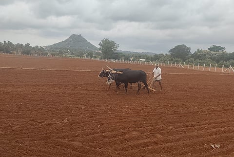 ಹಾರೋಹಳ್ಳಿ ತಾಲೂಕಿನ ಹಾರೋಹಳ್ಳಿ ಮರಳವಾಡಿ ರಸ್ತೆಯ ಬಾದಗೆರೆ ಗ್ರಾಮದ ಬಳಿ ಬಿತ್ತನೆ ಕಾರ್ಯದಲ್ಲಿ ತೊಡಗಿರುವ ರೈತರು. 