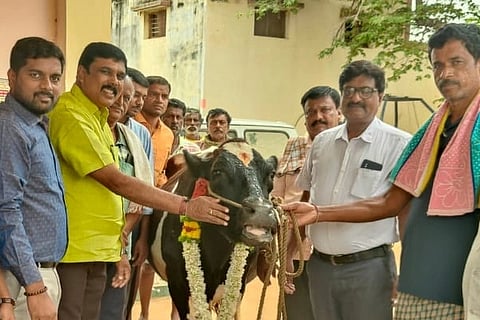 Vaccinate and avoid losses in dairy farming dairy