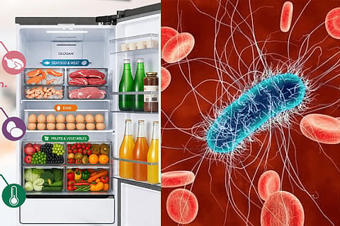 Fridge Food Storage Rules