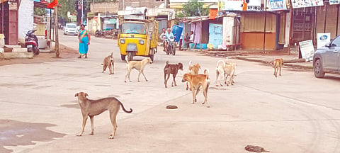ಗುಳೇದಗುಡ್ಡ ಪಟ್ಟಣದಲ್ಲಿ ಹಿಂಡು ಹಿಂಡಾಗಿ ಅಲೆಯುತ್ತಿರುವ ಬೀದಿ ನಾಯಿಗಳು.