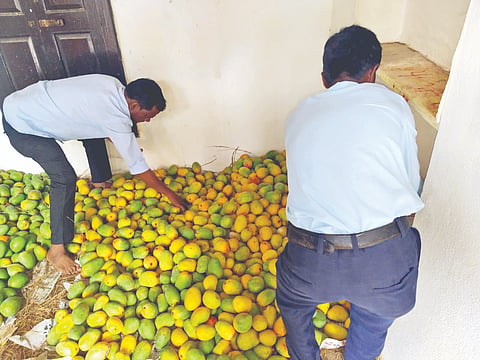  ಗುಳೇದಗುಡ್ಡದಲ್ಲಿ ಮಾವಿನಹಣ್ಣು ಸಗಟು ಮಾರಾಟಗಾರರ ಮಳಿಗೆ ಮೇಲೆ ಪುರಸಭೆ ಮುಖ್ಯಾಧಿಕಾರಿ ಅಸ್ಲಂ ಮುಜಾವರ ಹಾಗೂ ಸಿಬ್ಬಂದಿ ದಾಳಿ ನಡೆಸಿ ಶೀಘ್ರ ಹಣ್ಣು ಮಾಡಲು ಬಳಸುತ್ತಿದ್ದ ರಾಸಾಯನಿಕವನ್ನು ವಶಪಡಿಸಿಕೊಂಡರು.
