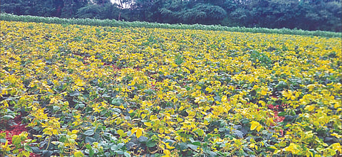 ಲಕ್ಷ್ಮೇಶ್ವರದ ಲಿಂಗಶೆಟ್ಟಿ ಅವರ ಜಮೀನಿನಲ್ಲಿ ಬೆಳೆದ ಹೆಸರು ಬೆಳೆಗೆ ಸಂಪೂರ್ಣ ಹಳದಿ ರೋಗಬಾಧೆ ಆವರಿಸಿರುವುದು.