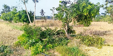 ಹನಗೋಡು ಹೋಬಳಿಯ ಕೊಳುವಿಗೆ ಗ್ರಾಮದ ಶಿವರುದ್ರಪ್ಪ ಅವರ ಫಲಭರಿತ ಮಾವಿನ ಮರಗಳನ್ನು ಕಾಡಾನೆ ನಾಶಪಡಿಸಿರುವುದು.