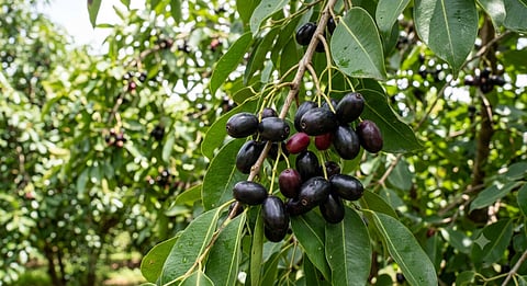 ನೇರಳೆ ಹಣ್ಣು