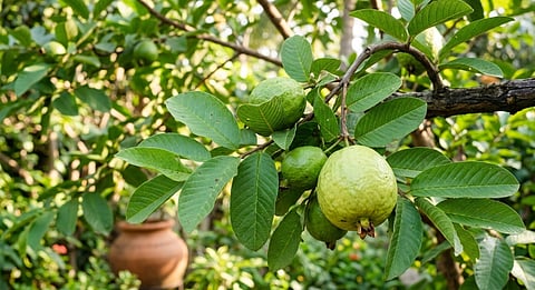ಪೇರಲೆ ಎಲೆಗಳು