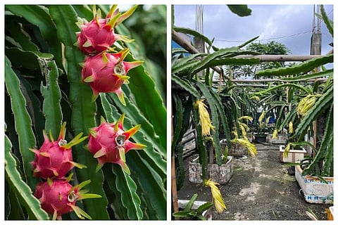 Grow Dragon Fruit On Home Terrace