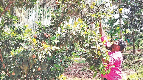 ಅಣ್ಣೇಗೌಡ ಅವರ ಜಮೀನಿನಲ್ಲಿ ಬೆಳೆದಿರುವ ಸಪೋಟಾ ಫಸಲು 