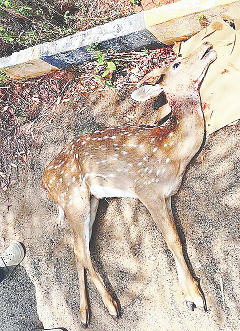  ಹುಣಸೂರಿನ ಉಪ್ಕಾರ್ ಲೇಔಟ್‌ನಲ್ಲಿ ಬೀದಿ ನಾಯಿಗಳ ದಾಳಿಗೆ ಜಿಂಕೆ ಮರಿ ಮೃತಪಟ್ಟಿರುವುದು.