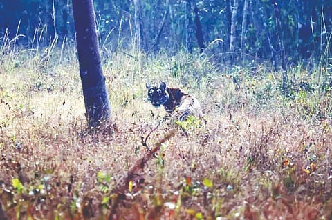 ನಾಗರಹೊಳೆ ರಾಷ್ಟ್ರೀಯ ಉದ್ಯಾನವನದಲ್ಲಿ ಆಯೋಜನೆಗೊಂಡಿರುವ ಹುಲಿ ಗಣತಿ ಕಾರ್ಯದ ವೇಳೆ ಗಣಿತಿದಾರರ ಕಣ್ಣಿಗೆ ಬಿದ್ದು ಹುಲಿರಾಯ.