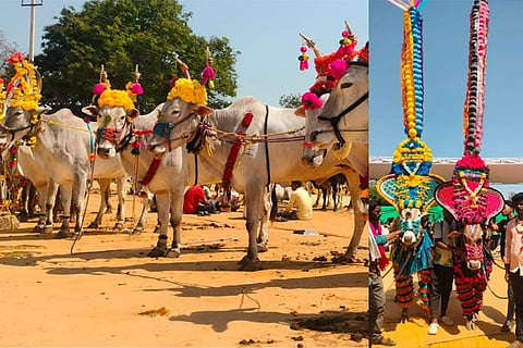ಹಂಪಿಯ ಪ್ರದರ್ಶನದಲ್ಲಿ ಕಂಡು ಜೋಡಿ ಎತ್ತುಗಳು. ಗಮನ ಸೆಳೆದ ಅಮೃತ ಮಾಲ್ ಮಿಕ್ಸೃ್ ತಳಿ ಎತ್ತುಗಳಿಗೆ ಅಲಂಕಾರ.