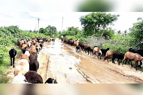 ಜಗಳೂರು ಕ್ಷೇತ್ರಕ್ಕೊಳಪಡುವ ಗೌಳೇರಹಟ್ಟಿ ಗ್ರಾಮದಿಂದ ನಾಗತಿಕಟ್ಟೆಗೆ ಸಂಪರ್ಕಿಸುವ ರಸ್ತೆ ಹದಗೆಟ್ಟಿರುವುದು.