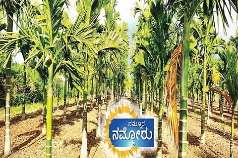 ಹಲುವಾಗಲಿನಲ್ಲಿ ಹುಲುಸಾಗಿರುವ ಅಡಕೆ ಬೆಳೆ.