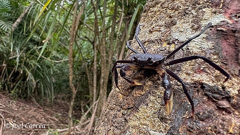  ಆಗುಂಬೆಯಲ್ಲಿ ಪತ್ತೆಯಾಗಿರುವ ಮರವಾಸಿ ಏಡಿ.
