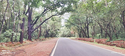  ಹೆಬ್ರಿ- ಕುಂದಾಪುರ ರಸ್ತೆಯ ಬೇಳಂಜೆ ಸಮೀಪ ವಾಲಿರುವ ಮರಗಳು.  