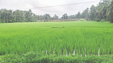  ಶಿವಪುರದಲ್ಲಿ ಹಡಿಲು ಭೂಮಿ ಕೃಷಿ ಮಾಡಿರುವುದು.