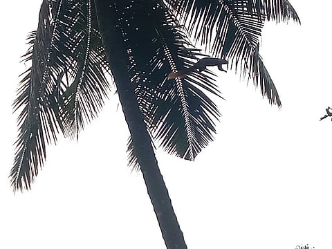 ತೆಂಗಿನ ಮರಕ್ಕೆ ಲಗ್ಗೆಯಿಡುತ್ತಿರುವ ಕೆಂಚಳಿಲು