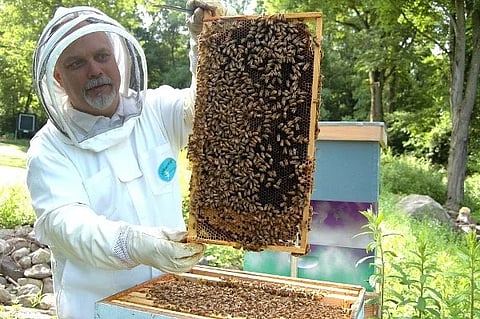 honey bee, attacks
