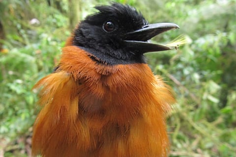Hooded Pitohui