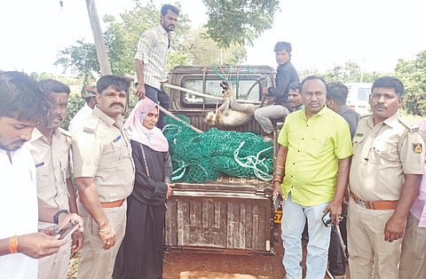 ಹುಲಸೂರಿನಲ್ಲಿ ಹುಚ್ಚು ಮಂಗವನ್ನು ಭಾನುವಾರ ಅರಣ್ಯ ಇಲಾಖೆ ಸೆರೆ ಹಿಡಿದಿದೆ. ತಹಸೀಲ್ದಾರ್​ ಶಿವಾನಂದ ಮೇತ್ರೆ, ವಲಯ ಅರಣ್ಯ ಅಧಿಕಾರಿ ಶಿವಕುಮಾರ ರಾಠೋಡ್​, ಯಾಸಮೀನ್​ ಪಟೇಲ್​ ಇತರರಿದ್ದರು.