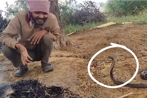 snake