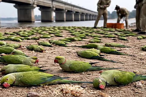  Parrots Killed 