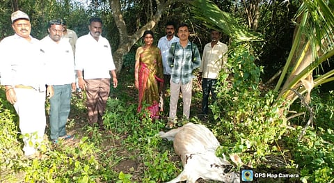 ಮುಂಜನಹಳ್ಳಿ ಗ್ರಾಮದಲ್ಲಿ ಚಿರತೆ ದಾಳಿ ನಡೆಸಿ ಹಸುವನ್ನು ಕೊಂದುಹಾಕಿರುವುದು.