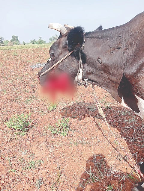 ಗುಂಡ್ಲುಪೇಟೆ ತಾಲೂಕಿನ ಸೋಮಹಳ್ಳಿ ಗ್ರಾಮದಲ್ಲಿ ಸಿಡಿಮದ್ದು ತಿಂದ ಹಸುವಿನ ಬಾಯಿ ಸಿಡಿದುಹೋಗಿದೆ.