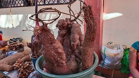 ಜೊಯಿಡಾದಲ್ಲಿ ಪ್ರದರ್ಶನಗೊಂಡ ಗಡ್ಡೆ 
