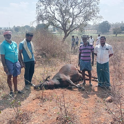  ಬರಗಿ ಗ್ರಾಮದ ಕೆಂಪಾಚಾರಿ ಎಂಬುವರ ಜಮೀನಿನಲ್ಲಿ ಮೇಯುತ್ತಿದ್ದ ಹಸುವಿನ ಮೇಲೆ ಹುಲಿ ದಾಳಿ ನಡೆಸಿ ಕೊಂದುಹಾಕಿದೆ.