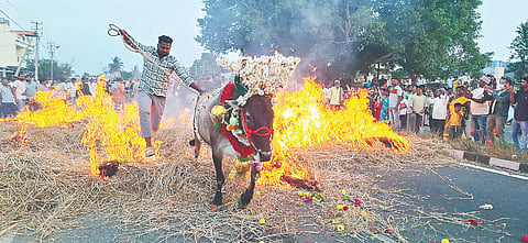  ಶ್ರೀರಂಗಪಟ್ಟಣ ತಾಲೂಕಿನ ಕೆ.ಶೆಟ್ಟಹಳ್ಳಿಯ ಬೆಂಗಳೂರು-ಮೈ ರಾಷ್ಟ್ರೀಯ ಹೆದ್ದಾರಿಯ ರಸ್ತೆಯಲ್ಲಿ ಗುರುವಾರ ಸಂಕ್ರಾಂತಿ ಸುಗ್ಗಿಯ ಪ್ರಯುಕ್ತ ರೈತರು ತಮ್ಮ ರಾಸುಗಳು ಹಾಗೂ ಜಾನುವಾರುಗಳನ್ನು ಹಿಡಿದು ಧಗಧಗನೆ ಹೊತ್ತು ಉರಿಯುತ್ತಿದ್ದ ಹುಲ್ಲಿನ ಸಾಲಿನ ಬೆಂಕಿಯ ಜ್ವಾಲೆಯಲ್ಲಿ ಕಿಚ್ಚು ಹಾಯಿಸಿ ಜನರ ಗಮನ ಸೆಳೆದರು.