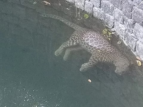 ಚಿರತೆ ಮೃತದೇಹ ಬಾವಿಯಲ್ಲಿ ಪತ್ತೆ