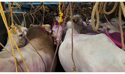 cows rescued