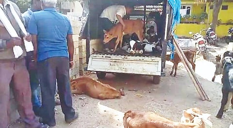  ಹುಣಸೂರು ಗ್ರಾಮಾಂತರ ಪೊಲೀಸರು ವಶಪಡಿಸಿಕೊಂಡ ಕರುಗಳ ಸಾಗಣೆ ಮಾಡುತ್ತಿದ್ದ ಮಿನಿ ಗೂಡ್ಸ್ ವಾಹನ. 