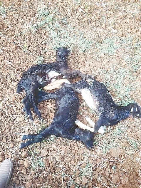 ಅರಕಲಗೂಡು ತಾಲೂಕಿನ ನೈಗೆರೆ ಸಮೀಪ ಹೊಟ್ಟೆ ಉಬ್ಬಸ ಕಾಣಿಸಿಕೊಂಡು ಮೃತಪಟ್ಟಿರುವ ಮೇಕೆ ಮರಿಗಳ ಕಳೇಬರ. 