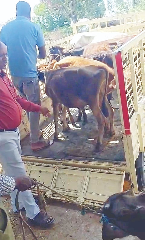 ಬೇಲೂರು ತಾಲೂಕಿನ ಹನಿಕೆ ಸಂತೆ ಗ್ರಾಮದ ಸಮೀಪ ಅಕ್ರಮವಾಗಿ ಕೂಡಿಟ್ಟಿದ್ದ ಗೋವುಗಳನ್ನು ವಾಹನಗಳ ಮೂಲಕ ಗೋ ಶಾಲೆಗೆ ಕಳುಹಿಸುತ್ತಿರುವುದು