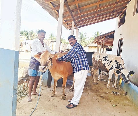 ನುಗ್ಗೇಹಳ್ಳಿ ಹೋಬಳಿ ಜಂಬೂರು ಗ್ರಾಮ ಪಂಚಾಯತಿ ವ್ಯಾಪ್ತಿಯ ಕಾರೇಕೆರೆ ಗ್ರಾಮದಲ್ಲಿ ಕಾಲುಬಾಯಿ ಜ್ವರಕ್ಕೆ ಉಚಿತವಾಗಿ ಲಸಿಕೆ ಹಾಕಲಾಯಿತು.
