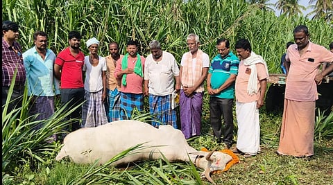 ಎತ್ತು ಸಾವು