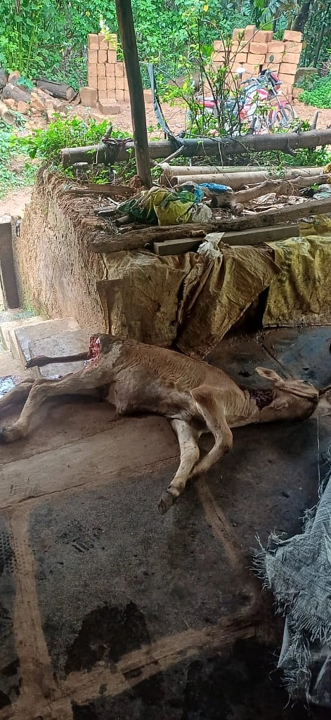 ಚಿರತೆ ತಿಂದ ಕರು 
