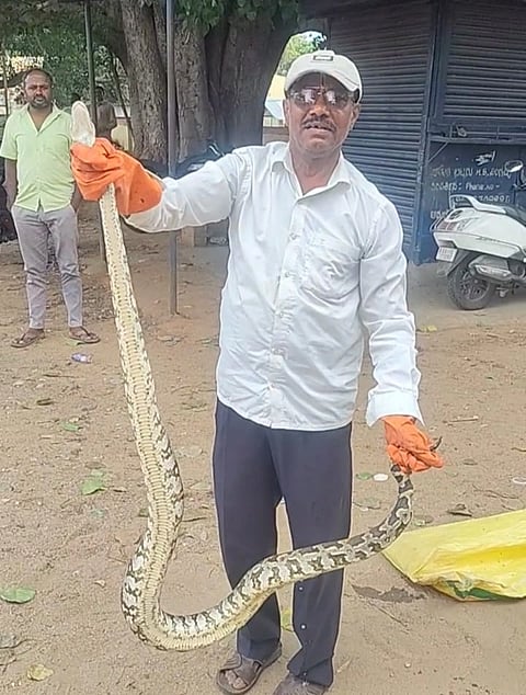 ಬೆಳಗೊಳ ಗ್ರಾಮದ ಬಳಿಯ ನಾಲೆಯ ಏರಿ ಮೇಲೆ ಕಾಣಿಸಿಕೊಂಡ ಹೆಬ್ಬಾವನ್ನು ಸ್ನೇಕ್ ಸಿದ್ದರಾಜು ರಕ್ಷಣೆ ಮಾಡಿದ್ದಾರೆ