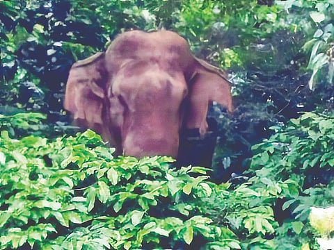 ಹರನಹಳ್ಳಿ ಬಳಿ ಕಾಡಾನೆ