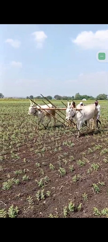 ಅಳಿದುಳಿದ ಬೆಳೆ ನೀರಿಕ್ಷೆಯಲ್ಲಿ ಎಡೆಕುಂಟಿ ಹೊಡೆಯುತ್ತಿರುವ ರೈತ.