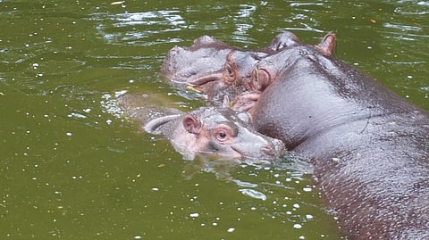ನೀರಾನೆ ದಶ್ಯ 