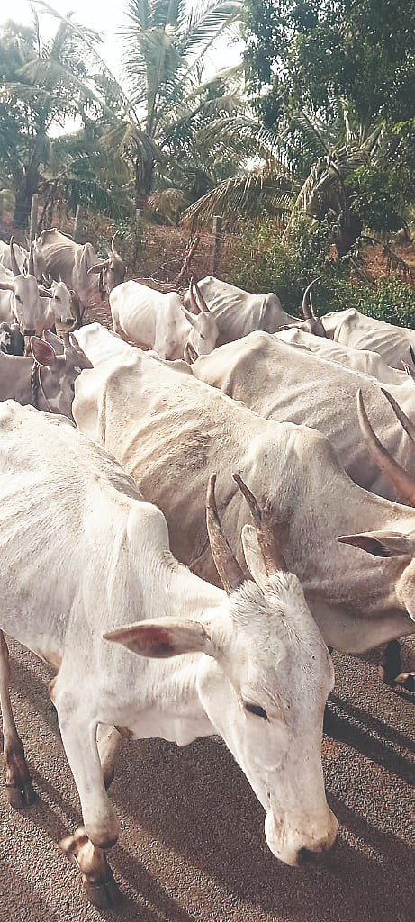ಗುಂಡ್ಲುಪೇಟೆ ತಾಲೂಕಿನ ಗ್ರಾಮಾಂತರ ಪ್ರದೇಶಗಳಲ್ಲಿ ಮೇವು ನೀರಿನ ಕೊರತೆಯಿಂದ ಜಾನುವಾರುಗಳು ನಿತ್ರಾಣವಾಗಿರುವುದು.