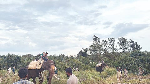 ಕೂಡ್ಲೂರು-ಹೊಸಕೋಟೆಯಲ್ಲಿ ಸಾಕಾನೆಗಳ ಸಹಾಯದಿಂದ ಅರಣ್ಯ ಇಲಾಖೆ ಸಿಬ್ಬಂದಿ ಹುಲಿ ಕೂಂಬಿಂಗ್ ಕಾರ್ಯಾಚರಣೆ ನಡೆಸುತ್ತಿರುವುದು.
