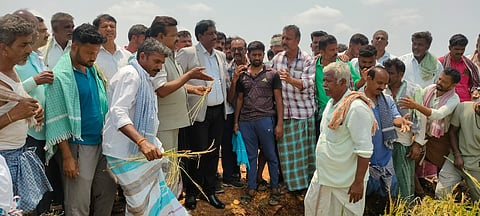 ಜಿಲ್ಲಾಧಿಕಾರಿ ಬೆಳೆ ಹಾನಿ ಪರಿಶೀಲನೆ