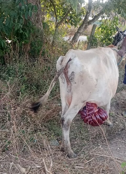 ಬೇಲೂರು ತಾಲೂಕಿನ ಕೋಗಿಲಮನೆ ಗ್ರಾಮದ ದೊರೆರಾಜು ಎಂಬುವವರ ಹಸುವಿನ ಮೇಲೆ ಚಿರತೆ ದಾಳಿ ನಡೆಸಿದ್ದರಿಂದ ಗಾಯ ಗೊಂಡಿರುವ ಚಿರತೆ.