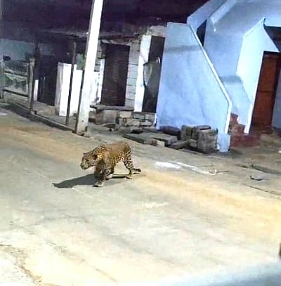 ಬಿಡದಿ ಭಾಗದಲ್ಲಿ ಕಾಣಿಸಿಕೊಂಡ ಚಿರತೆ