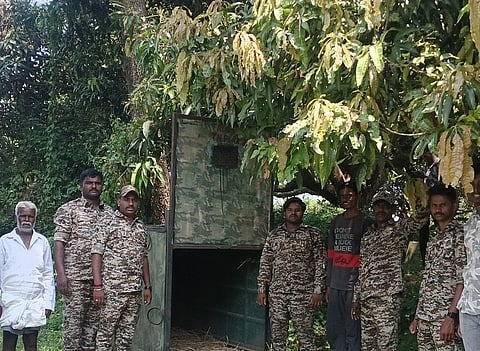 ಮನ್ನೇಹುಂಡಿ ರಸ್ತೆಯಲ್ಲಿ ಚಿರತೆ ಕಾಣಿಸಿಕೊಂಡ ಹಿನ್ನೆಲೆಯಲ್ಲಿ ಕೂಡ್ಲೂರು ಗ್ರಾಮದ ಬಳಿ ಅರಣ್ಯ ಇಲಾಖೆಯ ಚಿರತೆ ಕಾರ್ಯಪಡೆ ಬೋನು ಇರಿಸಿರುವುದು.