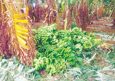 ಹೋರಿಮಂಗಳಾಪುರ ಗ್ರಾಮದ ರಾಜು ಎಂಬುವರ ತೋಟದಲ್ಲಿ ಕಳ್ಳರು ಬಾಳೆಗೊನೆಗಳನ್ನು ಕಟಾವು ಮಾಡಿರುವುದು.