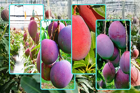 World Costliest Mango